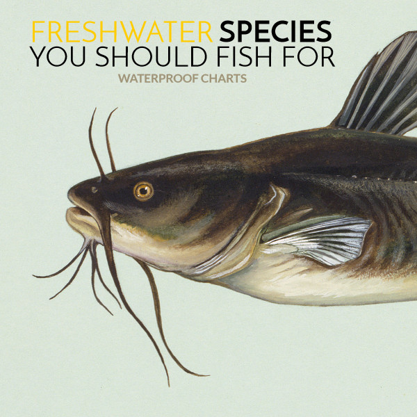 Freshwater Fish to Catch Besides Bass